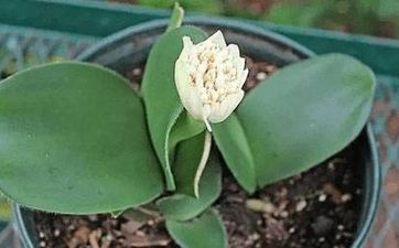 冬至节气是什么生肖？冬至怎么穿衣？