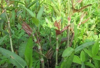 ​农村阴沟里的野草，人称活血龙，能当野菜吃，还能活血化瘀！