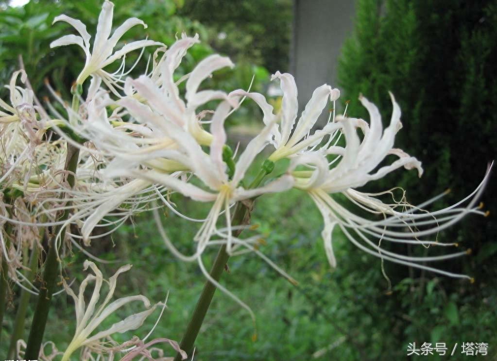 请条友们欣赏一组彼岸花的图片
