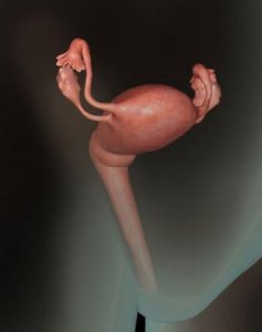 ​这组高清3D图，带你了解胎宝宝1-40周生长发育全过程