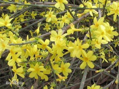 ​迎春花形态特征