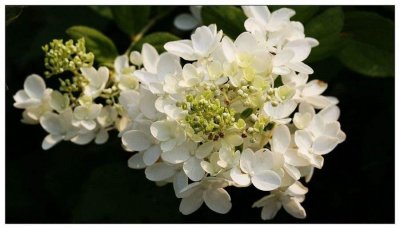 ​10种白色花花，生活中你见过哪几种？还有哪几种呢？﻿