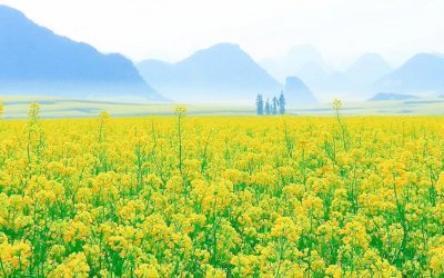 ​一年之计在于春（五首）