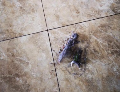 ​家里到处都是“毛絮”怎么办？老保洁教你1招，毛絮快速消失