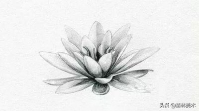 ​用素描画出来的莲花依然清纯脱俗
