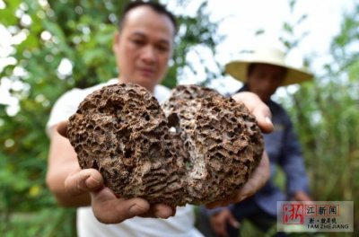 ​神秘的蚁王蚁后长啥样？义乌捕蚁师带你揭开白蚁王国的奥秘
