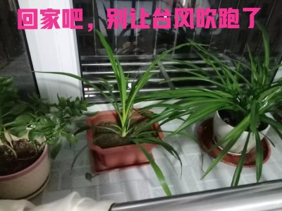 ​第五号台风