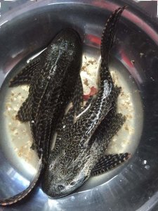 ​清道夫在中国泛滥成灾，如今头号天敌被找到，一口一个嘎嘣脆