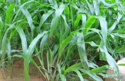 ​墨西哥玉米草-“动物的奶牛面包”，口感又香又甜，亩产达3万公斤