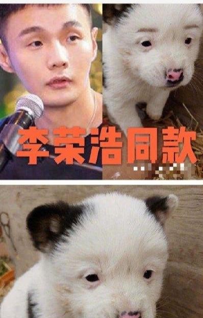 和狗撞脸的明星有哪些(与狗狗撞脸的明星们) 明星 狗狗 第17张