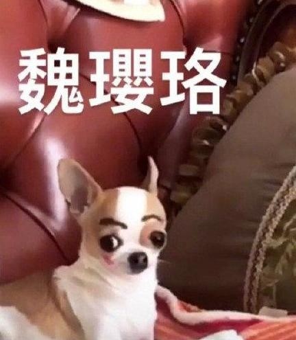 和狗撞脸的明星有哪些(与狗狗撞脸的明星们) 明星 狗狗 第16张