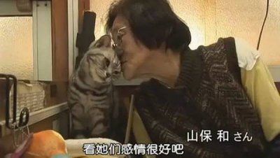 ​萌翻你！那些超经典高分的猫咪电影！
