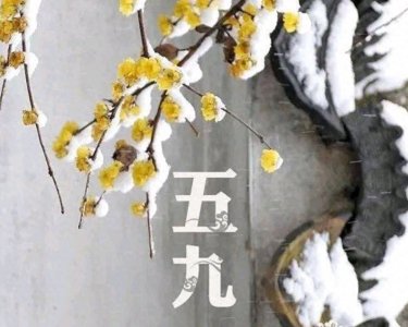 ​已经五九还冷到哭，预示着啥?看农谚咋说？