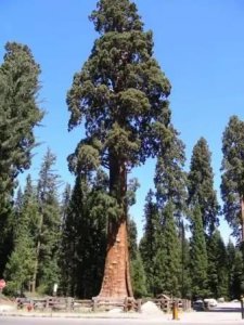 ​世界上最大的树已经长了3200年！你所不知道世界之最
