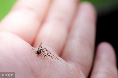 ​为何雄性蚊子不吸血？蚊子到底爱叮谁？蚊子的10个小秘密了解一下