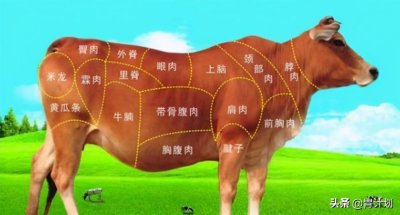 ​牛的部位分解图和吃法（牛的部位哪里最好吃）