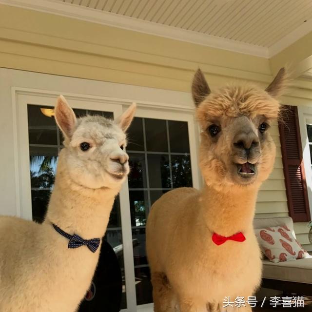 关于羊驼的科普（作为动物界最早的网红）(6)