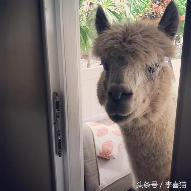 关于羊驼的科普（作为动物界最早的网红）(8)