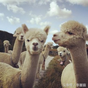 ​关于羊驼的科普（作为动物界最早的网红）