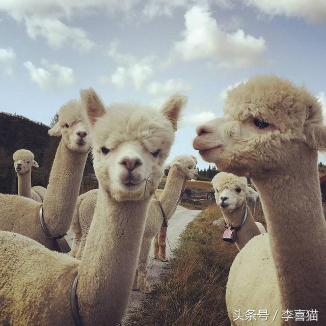 关于羊驼的科普（作为动物界最早的网红）(1)