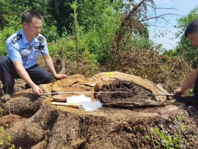 ​长沙 35 棵百年古树遭人为毒害，犯罪团伙转卖到闽浙用于雕刻工艺品