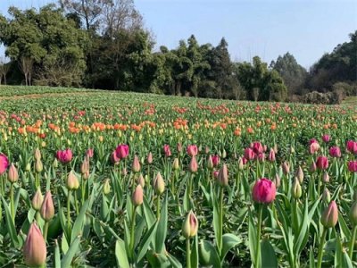 ​石象湖景区3月1日起有序开放，门票5折优惠，每日限客3000人