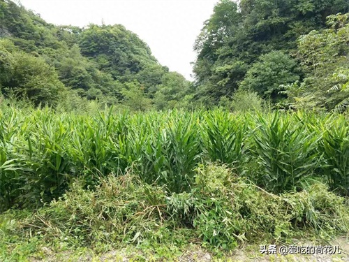 走,去深山“搬”阳荷姜去,对了,您认识阳荷姜吗?