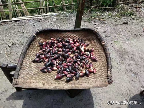 走,去深山“搬”阳荷姜去,对了,您认识阳荷姜吗?