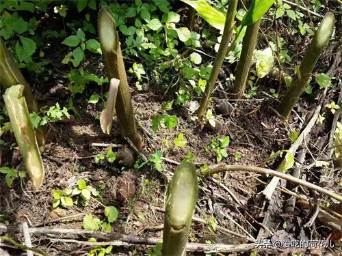 走,去深山“搬”阳荷姜去,对了,您认识阳荷姜吗?