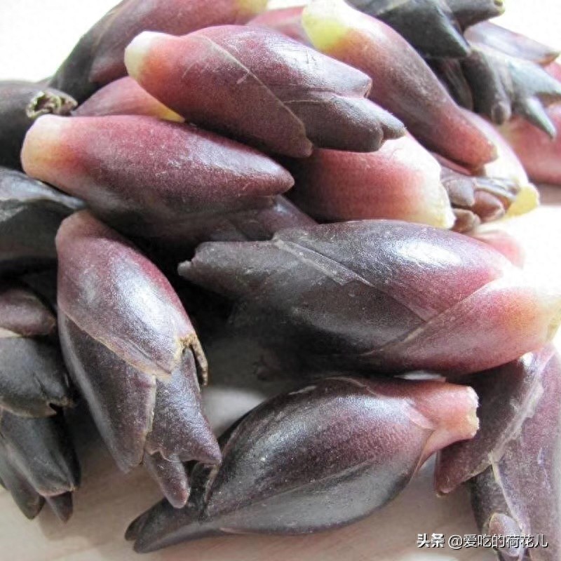 走,去深山“搬”阳荷姜去,对了,您认识阳荷姜吗?