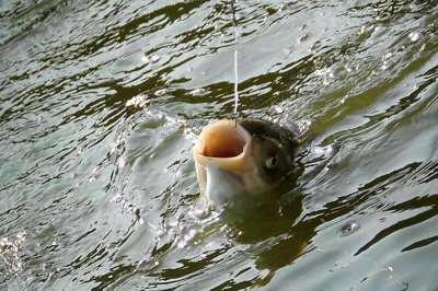 ​鲢鳙钓法技巧（对新手友好的6步钓鲢鳙正确小技巧）