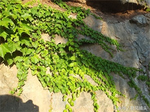 爬山虎爬满乡村路边绝壁，壮观养眼！小学课文《爬山虎的脚》是哪位作家写的？