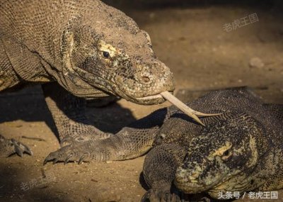 ​科莫多龙真的没有天敌吗？你怎么看？