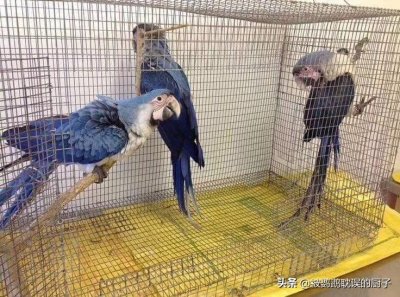 ​王校长养葵花3W一只 我要养金刚100W 一只 紫蓝金刚相比太便宜