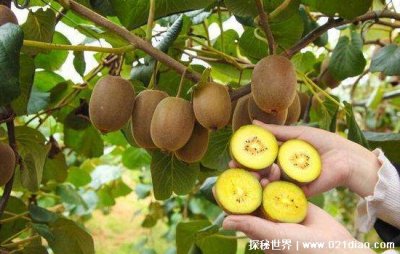 ​杀死癌细胞最狠的水果，猕猴桃效果最好(有很好的抑制作用)