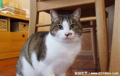 ​家里有鬼的五大征兆视频是真的吗，告诉你怎么判断家里有鬼