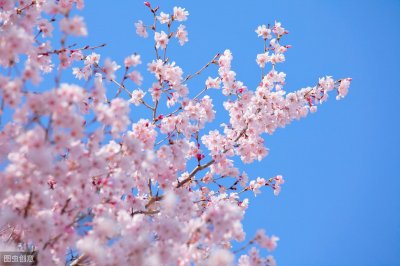 ​每日一个日语单词 - 樱花