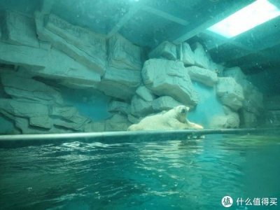 ​北极熊真的好大，但有点可爱怎么回事？