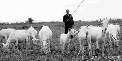 ​两万块钱在农村养殖什么好(农村养殖赚钱)