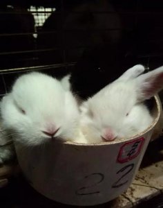 ​兔子为什么不能沾水(兔子可以碰水吗)