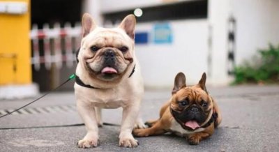 ​哪些狗狗适合上班族养（上班族最好养的狗品种）