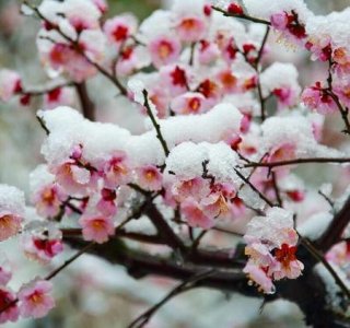 ​疏影横斜水清浅的下一句是什么呢(疏影横斜水清浅的下一句是啥)