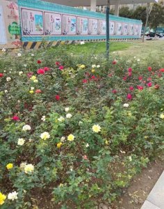 ​十八岁女孩一个月来两次月经是怎么回事