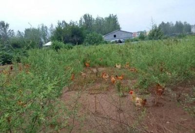 ​养鸡今年年底有行情吗(猪瘟导致猪肉需求量)