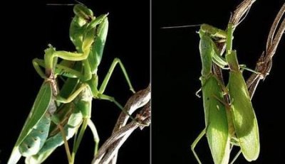 ​为什么母螳螂要吃公螳螂才能繁殖(螳螂为了繁殖后代他们会怎么样)