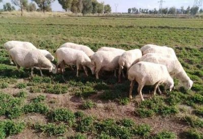 ​养100只羊需要多少成本(100只羊的成本是多少)