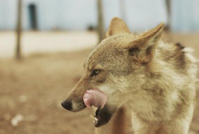 ​“豺狼虎豹”为什么豺排在第一位？