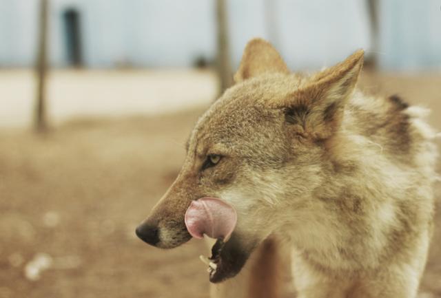 “豺狼虎豹”为什么豺排在第一位?