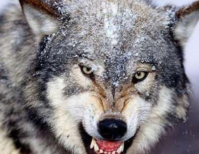 “豺狼虎豹”为什么豺排在第一位?