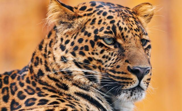 “豺狼虎豹”为什么豺排在第一位?